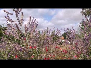 JVC Everio GZ-HD7 Camcorder test HD Footage