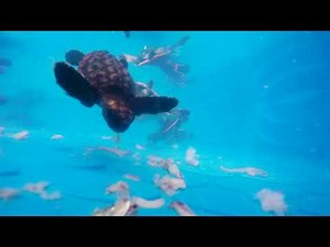 Baby Sea Turtle Feeding Time