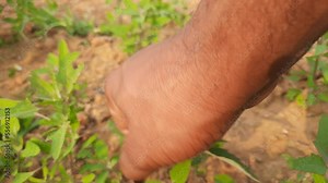 Chenopodium album plants. It  is a fast growing weedy annual plant in the genus Chenopodium. It's other names  lamb's quarters, melde, goosefoot, wild spinach and fat-hen. It is a popular greens.
