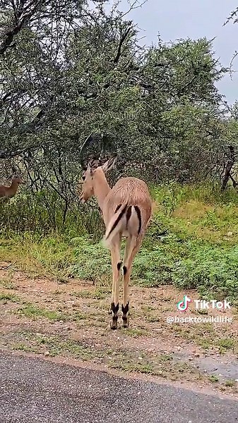 The Silent Beauty of the Forest 🦌 A gentle deer, alert yet calm, surrounded by the sounds of nature. Moments like these remind us how beautiful the wild truly is. #naturemoments #deerlife #wildanimals #nature #elk