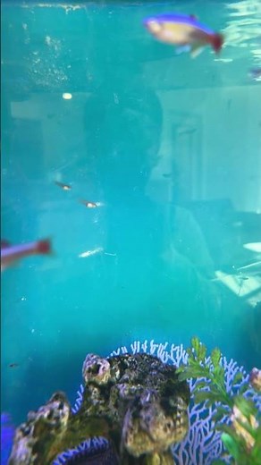 The fish show noggin channel