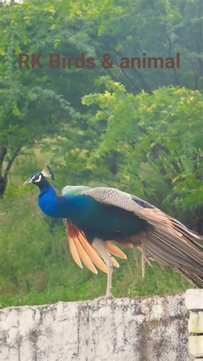 Peacock Calling Sound 🦚🔊 | Natural Bird Voice | RK Birds & Animal | مور کی آواز #birdsinging