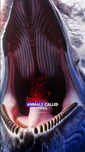 The Largest Animal to EVER Exist 🐋 | Blue Whale Explained