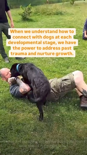 When we understand how to connect with dogs at each developmental stage, we have the power to address past trauma and nurture growth. By recognizing and supporting their emotional needs, we can guide them through healing and bridge any gaps in their developmental journey This is what the Hemene Approach is all about 🐺🐺 After a wonderful four days with some of our instructor students we are now looking forward to next weeks live online course - “Repairing through the Circles of Development” #th