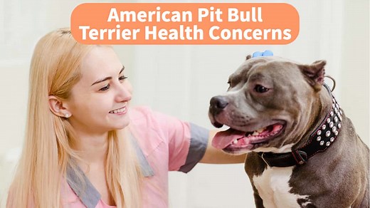 14 Common Pit Bull Health Problems [American Pit Bull Terrier Health Concerns] - Terrier Owner