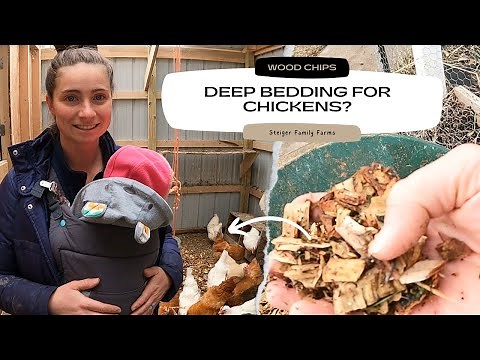The Best Bedding for Chickens | Wood Chips