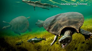 Scientists unearth fossils of one of the largest turtles in history