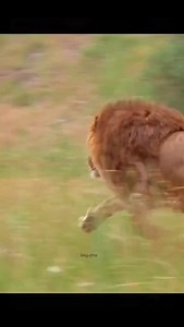 5.2K views · 5.3K reactions | The king  | Animals Of Africa | Facebook