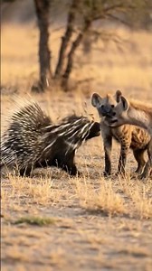 Porcupine shoots quills to hyenas face-to-face fight 🦔🐗