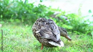 Beautiful, colorful blue winged teal duck looks for food in the green grass on a summer morning