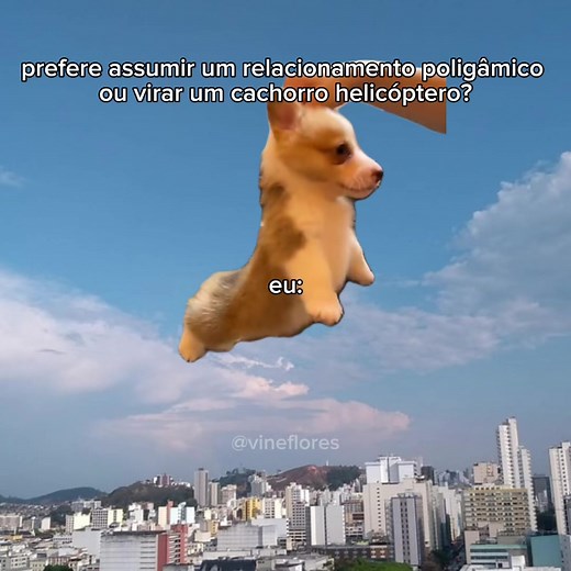 Cachorro helicóptero #meme #cachorro