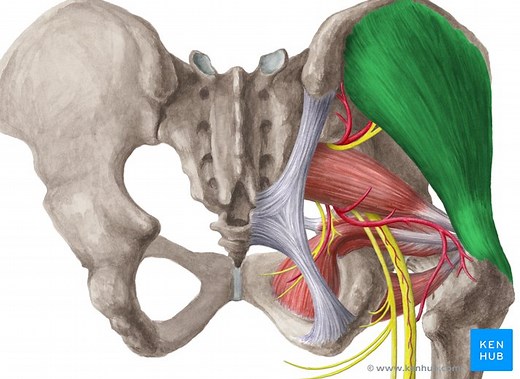 Musculus gluteus medius und minimus