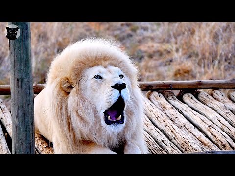 White Lion roaring