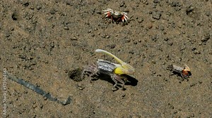 Atlantic sand fiddler crab or Calico fiddler (Leptuca pugilator) has yellow or red pincers