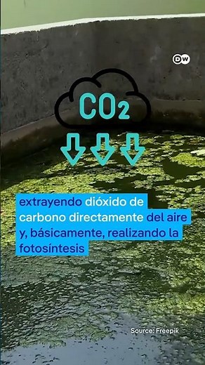 Las algas que purifican el aire mejor que los árboles #shorts