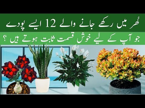kon konsa paudha ghar me lagana chahiye |12 lucky plants for home |soniagardening