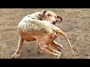 Dog with Rock Hard Painful Skin That Hurts Chasing Away Flies