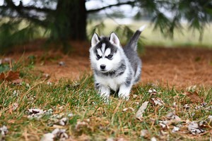 Everything You Need to Know About the Siberian Husky