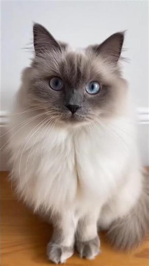 This Cat Was Acting Normal… Then the Beat Hit 😳