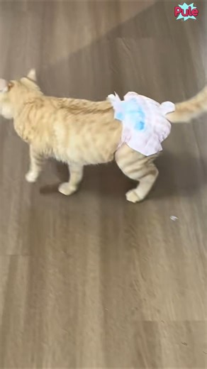 When these cats wear diapers😁 #shorts