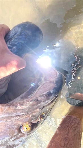 Birthday Adventure: Shark Fishing in Australia