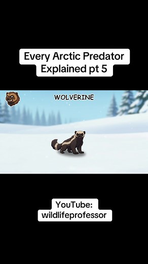 Fierce Wolverines: The Arctic's Tenacious Predators