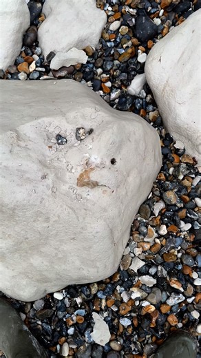 Two ammonites we found in a short period of time, these are typical Grand Blanc Nez ammonites 🙏❤️ #fossils #paleontology #ammonite #dinosaur #capblancnez #museum #science #rocks #stone #minerals #megalodon | Fossiles de cap blanc nez