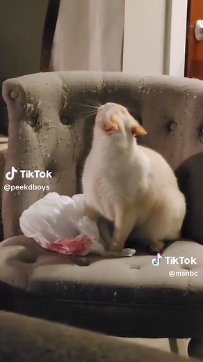 During the debate on Tuesday night, former President Donald Trump made a baseless claim about undocumented immigrants in Springfield, Ohio eating local pets - a claim quickly and completely debunked by officials. The false claim went viral across social media, causing pet owners to depict their pet's scared reactions on social media to hearing the former president say,