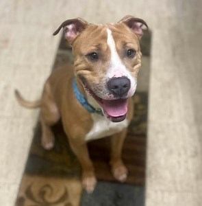 CNY SPCA Pet of the Week: Duke is a mystery