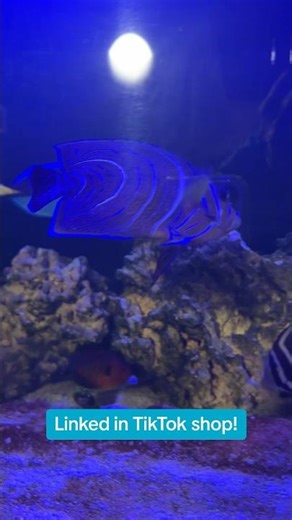 Best Aquariums Online!