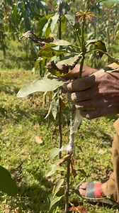 10K views · 161 reactions | How to uncover mango grafts | ISLAM Nursery FARM | Facebook