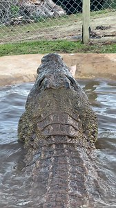 Massive Nile Crocodile eating!!! | Dingo