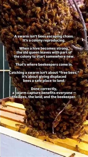 Swarm season happens fast — and for new beekeepers, it can feel overwhelming if no one explains