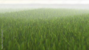 Camera flight over fresh grass field, seamless loop, 3D animation, depth of field, motion blur, HD 1080p TIP: You can speed up 2x or 3x this sequence to get more impressive effect.