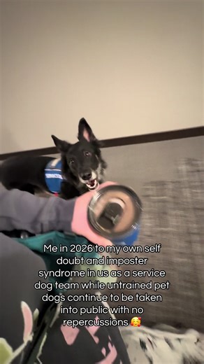 Understanding Service Dog Challenges and Public Access