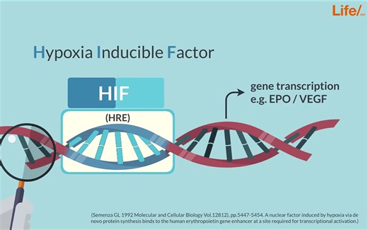 [英文字幕] 缺氧诱导因子的调控 Regulation by Hypoxia Inducible Factor (HIF)