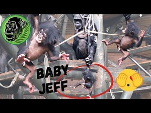 Mum Chimpanzee Dangles Baby Chimp