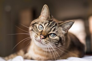 How Smart Is Your Cat? Here’s How to Tell