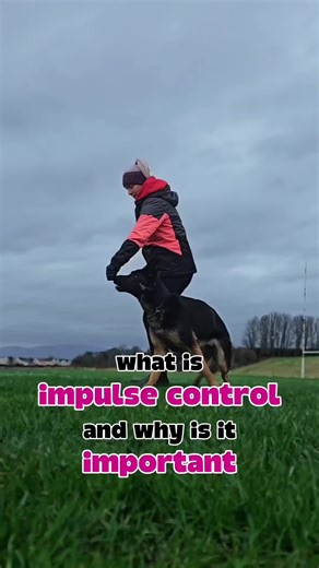 Impulse control is a skill 😍 not a personality trait ☠️ And SO many dogs struggle to control their emotions & feelings 🔥 this is why we see dogs who blow off recalls, pull like a train on the lead, and bark/lunge at other dogs & people 😎🤔 We need to help dogs learn to navigate our world 🌎 by teaching them how to pause, tune in, and respond quickly — even when things get exciting 🐿 Use your dog's drive & motivation to build real-life 💪 behaviours that will make walking them much more fun f
