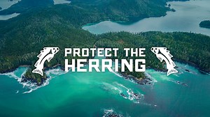YAÁ AT WOONÉ FILM | Herring Protectors
