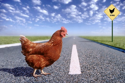 30 of the Funniest “Why Did the Chicken Cross the Road” Jokes