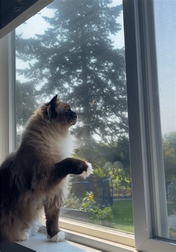 bug boy #catsoftiktok