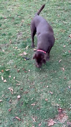 Adoptable Coco is looking and feeling great, and has been having lots of fun getting out for her walks and sniffs. She's 3 years old, potty trained, and used to home life. She gets along with dogs and cats, and has a lovely disposition 🥰 Learn more about her and apply here: https://www.newenglandlabrescue.com/cococally | New England Lab Rescue