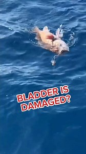 When a fish comes up too fast from deep water, its bladder expands and it can’t swim back down. 🐟 The pressure damages its buoyancy, leaving it floating upside down. But with a special technique called venting, anglers can release the trapped air — restoring its balance and giving the fish a second chance at life. 🌊💪 🎣 Respect the ocean. Every release matters. #fblifestyle | Out Oftime