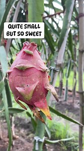 41K views · 240 reactions | ASUNTA 2 | Victoria Farm | Facebook