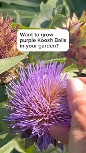 4K views · 25 reactions | Cardoon, Cynara cardunculus, Is a member...