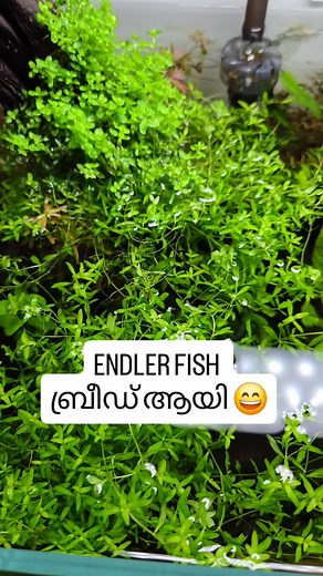 Endler fish breed aayi 😄 @unique_aqua_ . . . . . #aqua #aquarium #insta #malayali #fish #ada #aquascape #keralatourism #plantedtank #betta #endlerfish #ramfish #keralagram #india | unique_aqua_