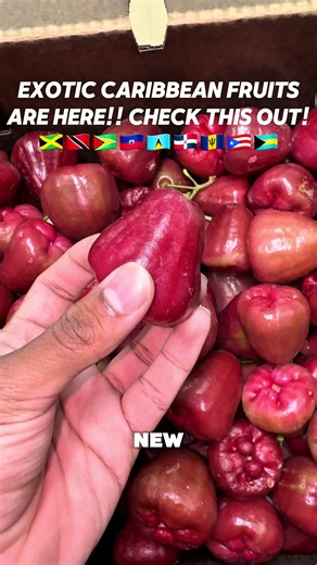 📍 10 Bloomfield Ave, Belleville NJ 📞 973-751-2777 #nj #caribbeantiktok #plants #guyana #exoticfruits @niz @Nadeem 🇬🇾 @Annet Chandarpal