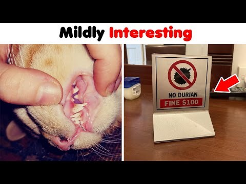‘Mildly Interesting’ Things That May Surprise You