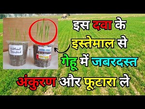 गेहूं बीज उपचार: 100% अंकुरण और ज्यादा टिलरिंग का पक्का तरीका l Wheat Seed Treatment